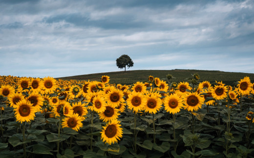 1755320 (a): :1920x1200